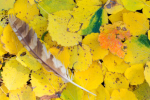 Autumn leaves, Tawny Owl feather on yellow leaves, Fisciano, Campania, Italy Autumn leaves, Tawny Owl feather on yellow leaves, Fisciano, Campania, Italy